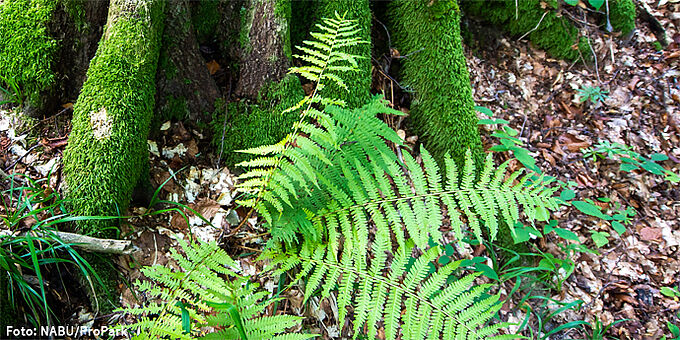 Farn am feuchten Waldboden - Foto: NABU/ProPark