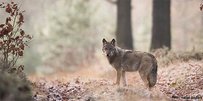 Wolf im Hernstwald – Foto: Heiko Anders Wolf im Herbstwald
