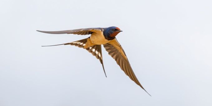 Fliegende Rauchschwalbe